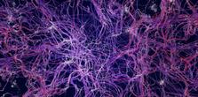 This is the ms rapamycin image picture