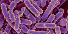 An image of the gut microbiome