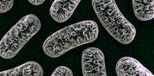 Mitochondria for TAME Study on Metformin
