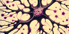 Histological image of Neuron