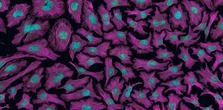 The use of metformin and rapamycin to slow the progression of senescence