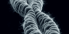 Chromosome for telomers article