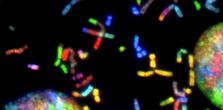 Acarbose Microbiome