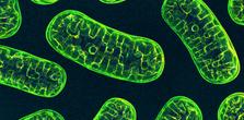 This is the image of the mitochondria for the metabolic health article.