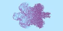 This is an image of a heat shock protein